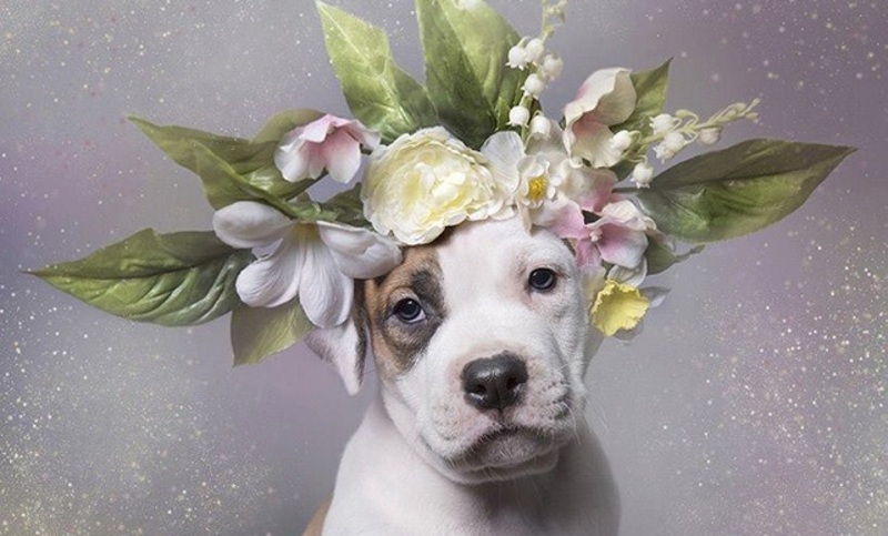 صور طريفة لكلاب مرتدين أطواق من الورود.. والسبب!